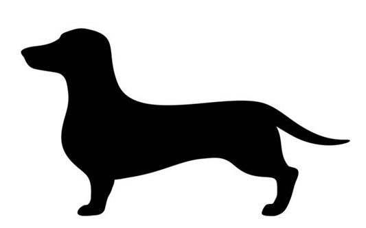 Dachshund